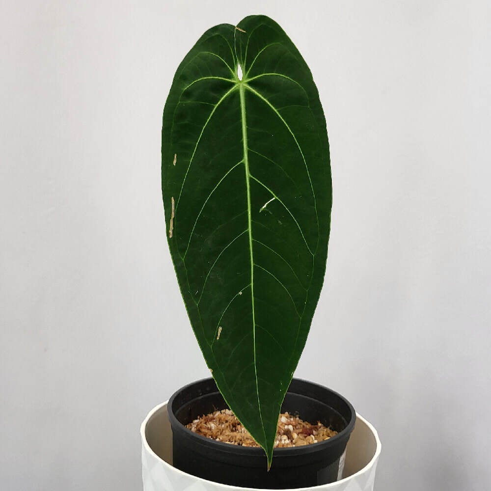 Anthurium Warocqueanum x Waterburyanum - AWAWA01 | Provision