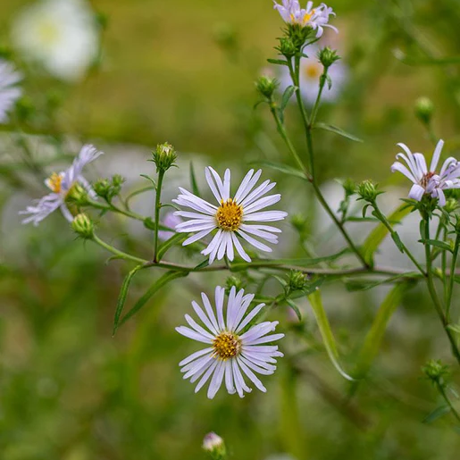 West Coast Seeds Aster - Douglas Aster | Provision Gardens